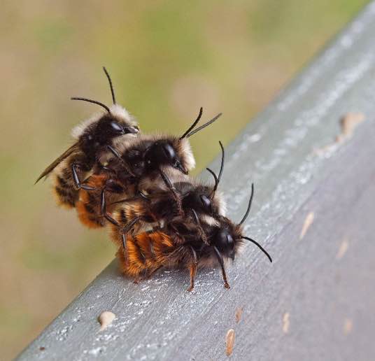 La Vie De L’abeille Rousse L Abeille Rousse Apidae Pollexpert